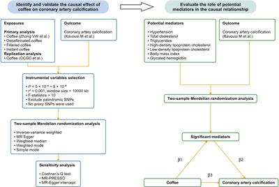 The role of coffee and potential mediators in subclinical atherosclerosis: insights from Mendelian randomization study